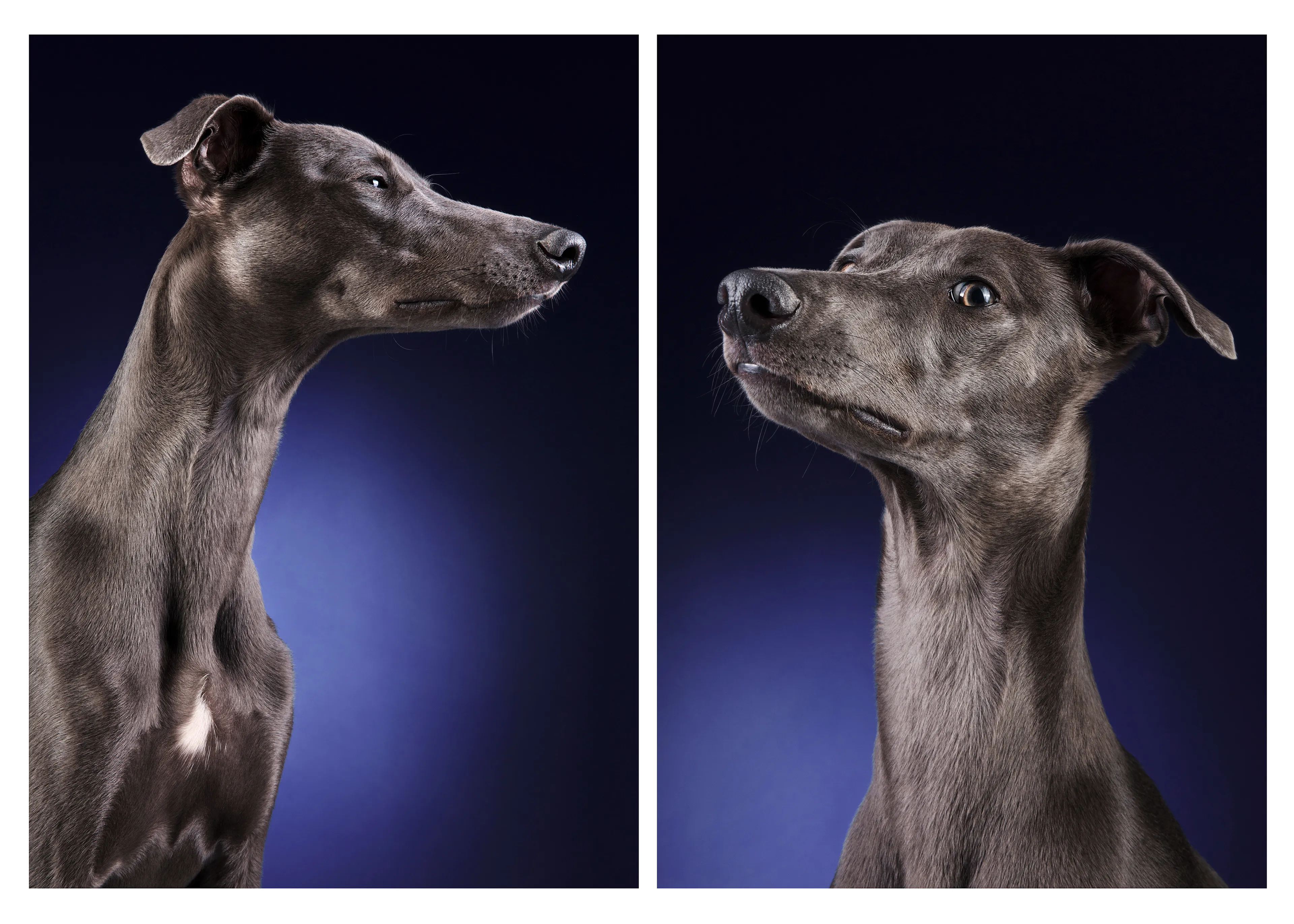 I Photographed A Very Expressive Dog And His Expressions Say It All!