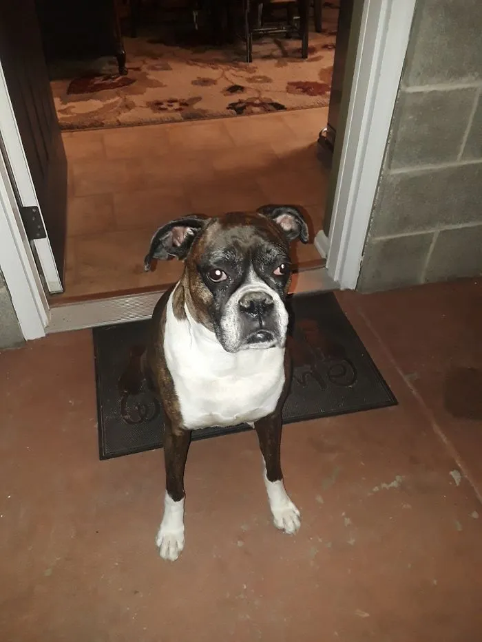 My Boxer Had To Give Her Up Because Of Health