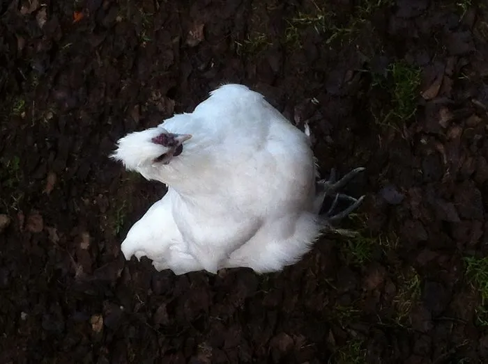 I Photographed My Chickens And Captured Their Unique Personalities