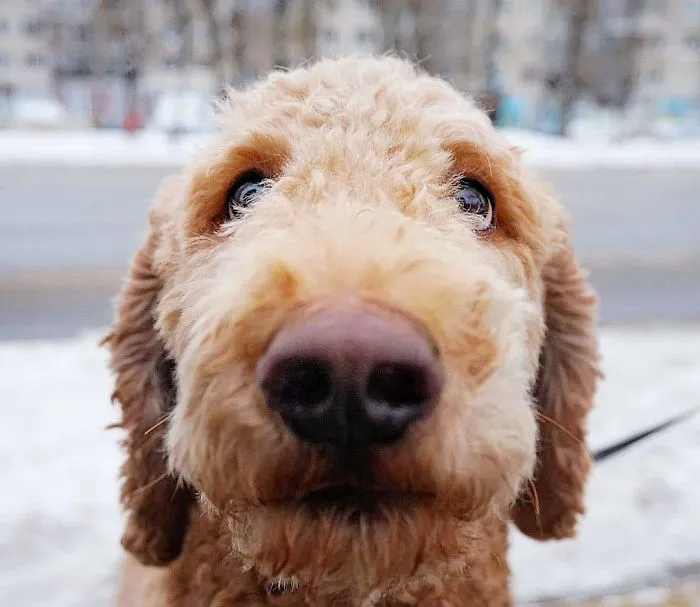 Natsu, 2 Y/O, Poodle