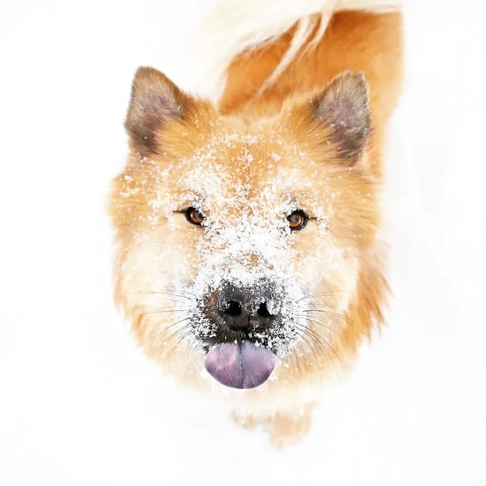 Wookiee The Winter Lover