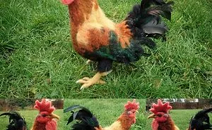 One Of A Kind Handmade Lifesize Cockerel