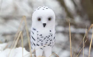 My Needle Felted Owls. Screamroad Handmade.