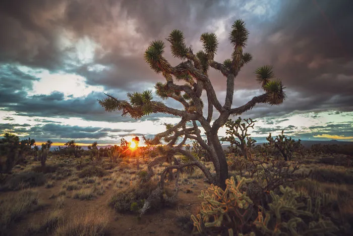 Scarlet, A Deserted Spirit Of The Mojave.