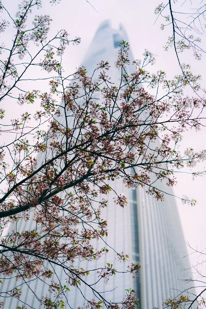 Cherry Blossoms Are Coming To South Korea And They Are Gorgeous!