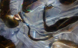 Rainbow Colors In Stream Ice