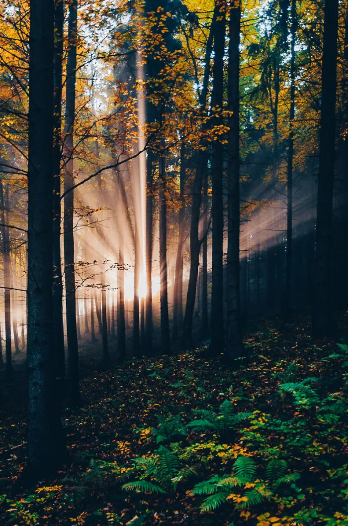 Morning Rays