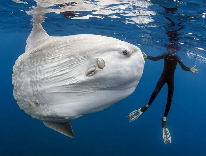 Shocking Nature: Animals That Definitely Belong To Some Other Planet!