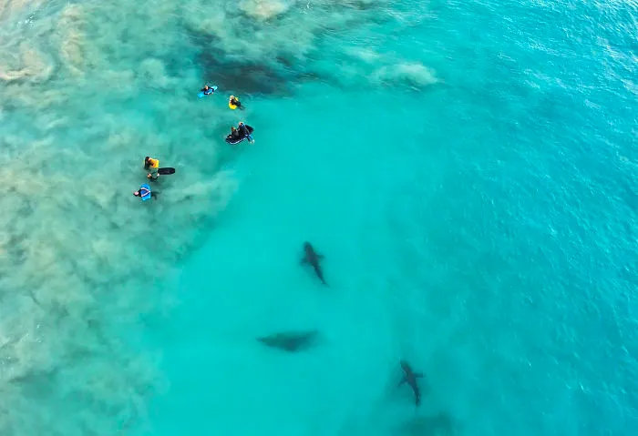 I Took These Jaw-Dropping Shots Of A Shark Frenzy In Western Australia