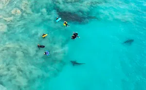I Took These Jaw-Dropping Shots Of A Shark Frenzy In Western Australia