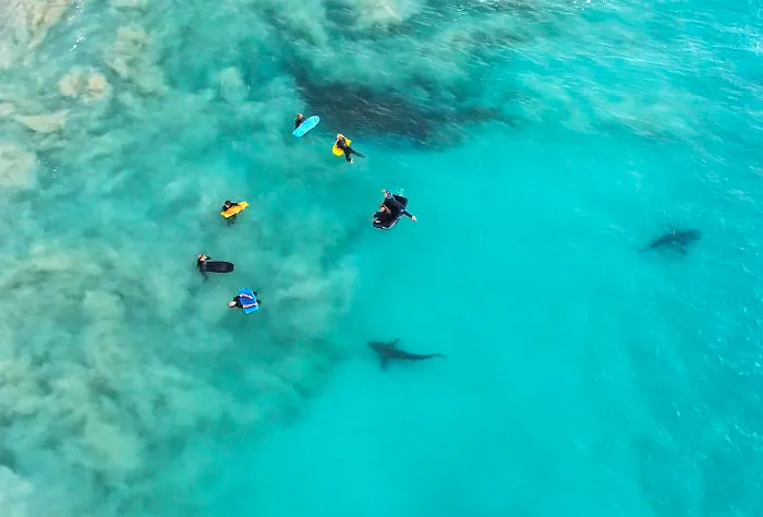 I Took These Jaw-Dropping Shots Of A Shark Frenzy In Western Australia