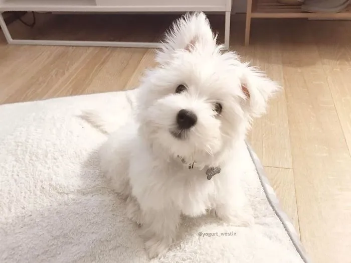 The Downside Of Those Adorable Westies: I Found Out The Hard Way