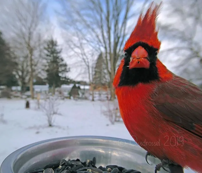 This Woman Set Up A Feeder Cam For Birds In Her Yard, And The Results Are Extraordinary (30 Pics)