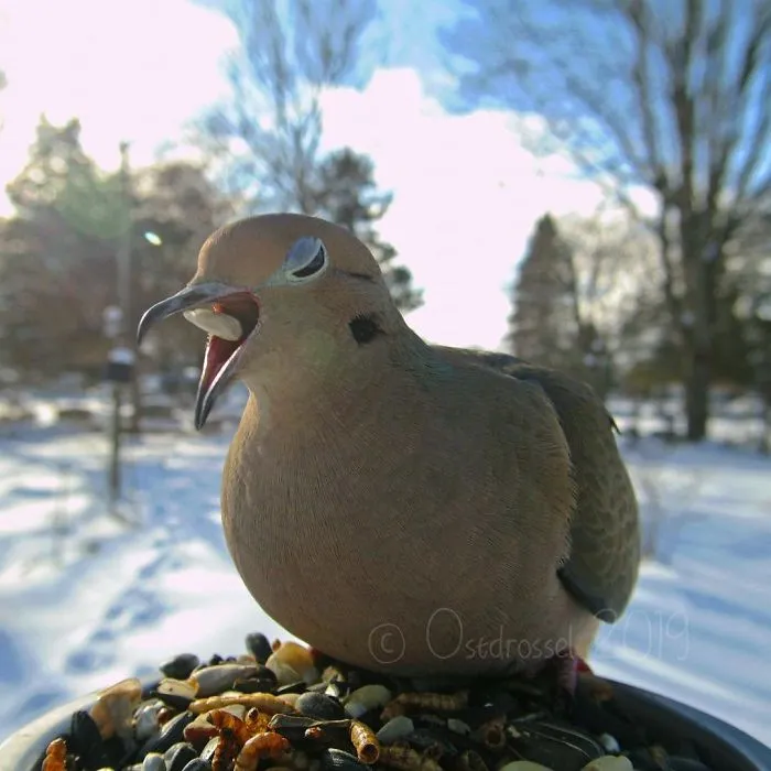 This Woman Set Up A Feeder Cam For Birds In Her Yard, And The Results Are Extraordinary (30 Pics)