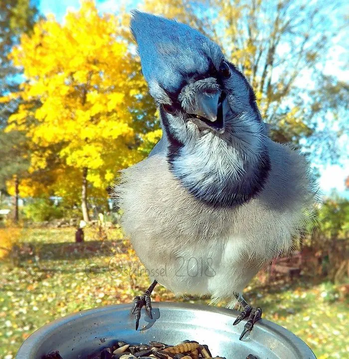 This Woman Set Up A Feeder Cam For Birds In Her Yard, And The Results Are Extraordinary (30 Pics)