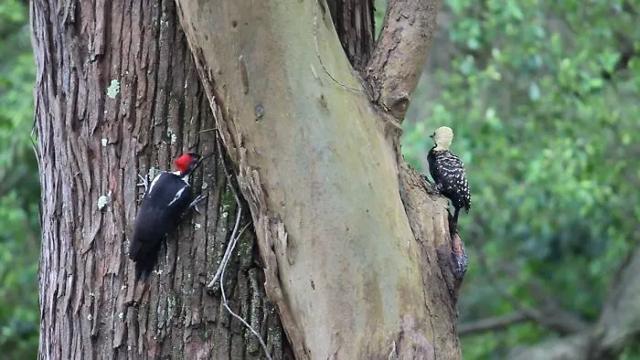 A Surprise On My First Day Of Birdwatching