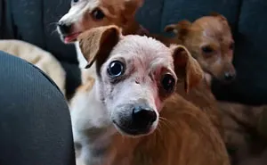 Shelter Rescues 11 Dogs Who Were Living With An Old Grandma And Only Ate Bread