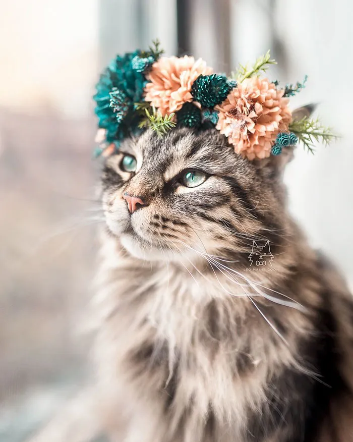 This Artist Is Making Flower Crowns For Animals And They Look Majestic