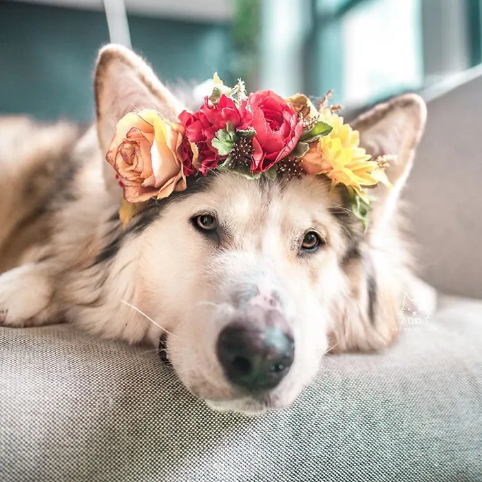 Esta artista crea coronas de flores para animales y les da un aspecto majestuoso