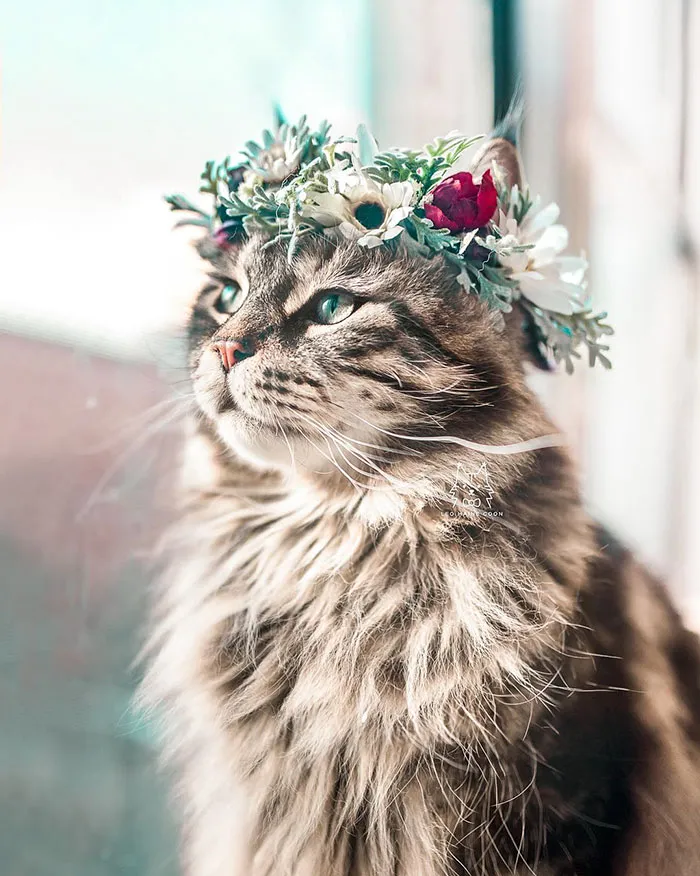 Esta artista crea coronas de flores para animales y les da un aspecto majestuoso