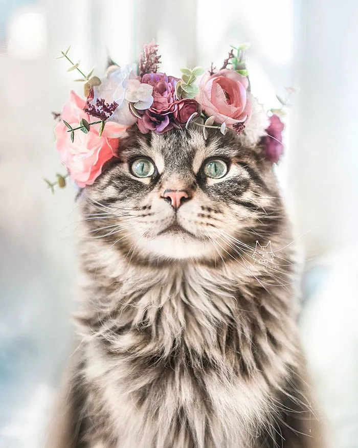 Esta artista crea coronas de flores para animales y les da un aspecto majestuoso