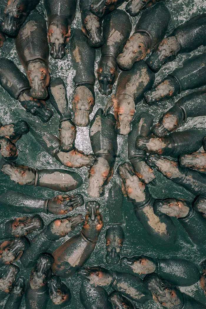 "Hipopótamos hambrientos", 1º premio categoría Naturaleza