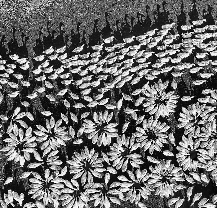 "花瓣雨", 3º premio categoría Diversión