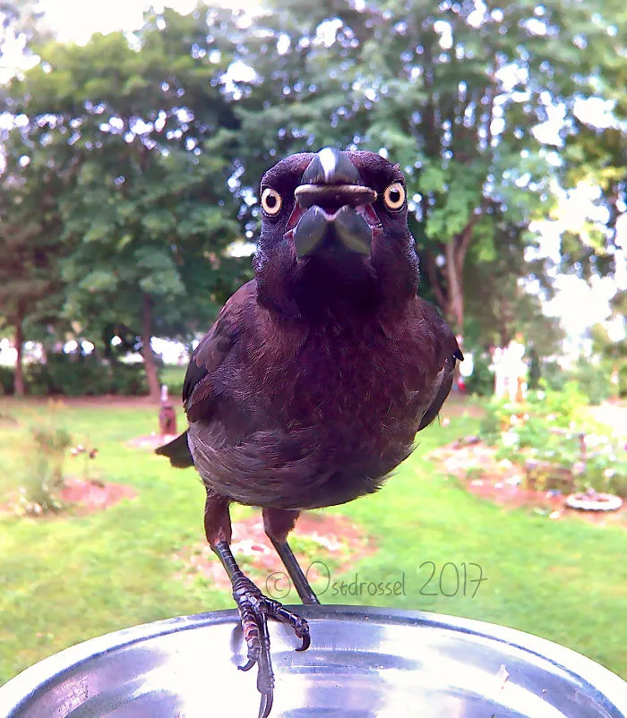 This Woman Set Up A Feeder Cam For Birds In Her Yard, And The Results Are Extraordinary (30 Pics)