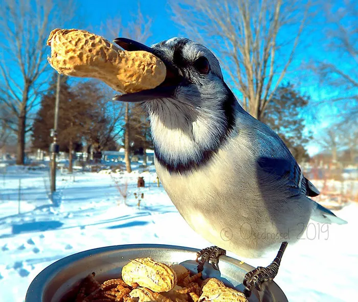 This Woman Set Up A Feeder Cam For Birds In Her Yard, And The Results Are Extraordinary (30 Pics)
