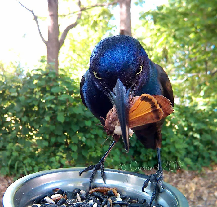 This Woman Set Up A Feeder Cam For Birds In Her Yard, And The Results Are Extraordinary (30 Pics)