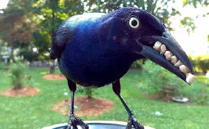 This Woman Set Up A Feeder Cam For Birds In Her Yard, And The Results Are Extraordinary (30 Pics)