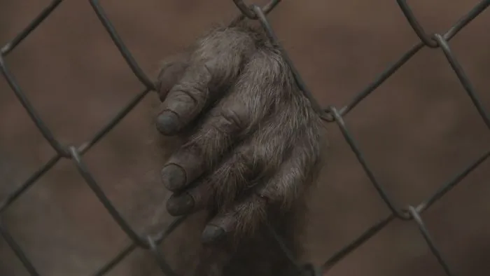 Rescue + Freedom Project: Saving Animals Used In Testing