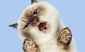 4 Years Ago, I Saw A Ridiculous-Looking Picture Of A Cat On A Glass Table, And Turned It Into An “Under-Cats” Project (24 New Pics)
