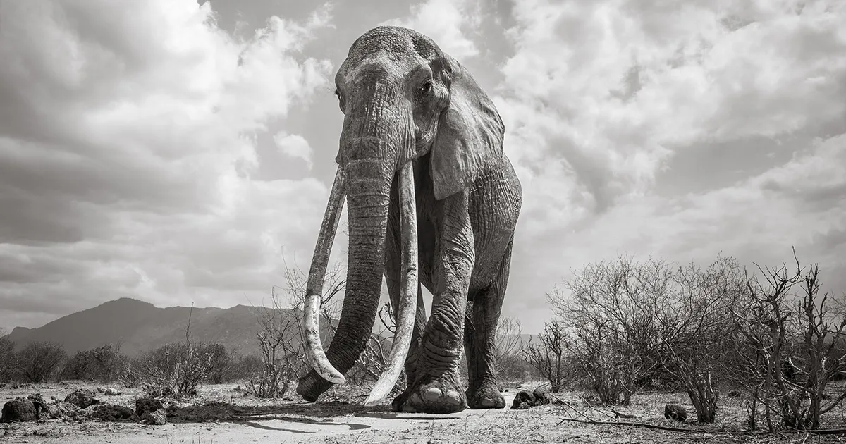 Las últimas fotos de la legendaria "Reina Elefante" antes de su muerte