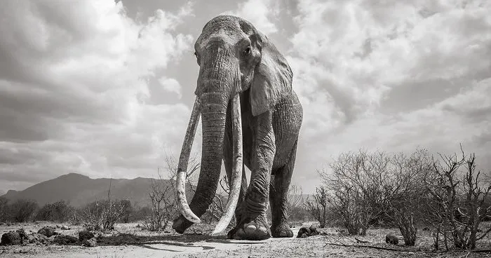 Last Photos Of The Legendary ‘Elephant Queen’ Before Her Death