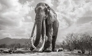 Last Photos Of The Legendary ‘Elephant Queen’ Before Her Death