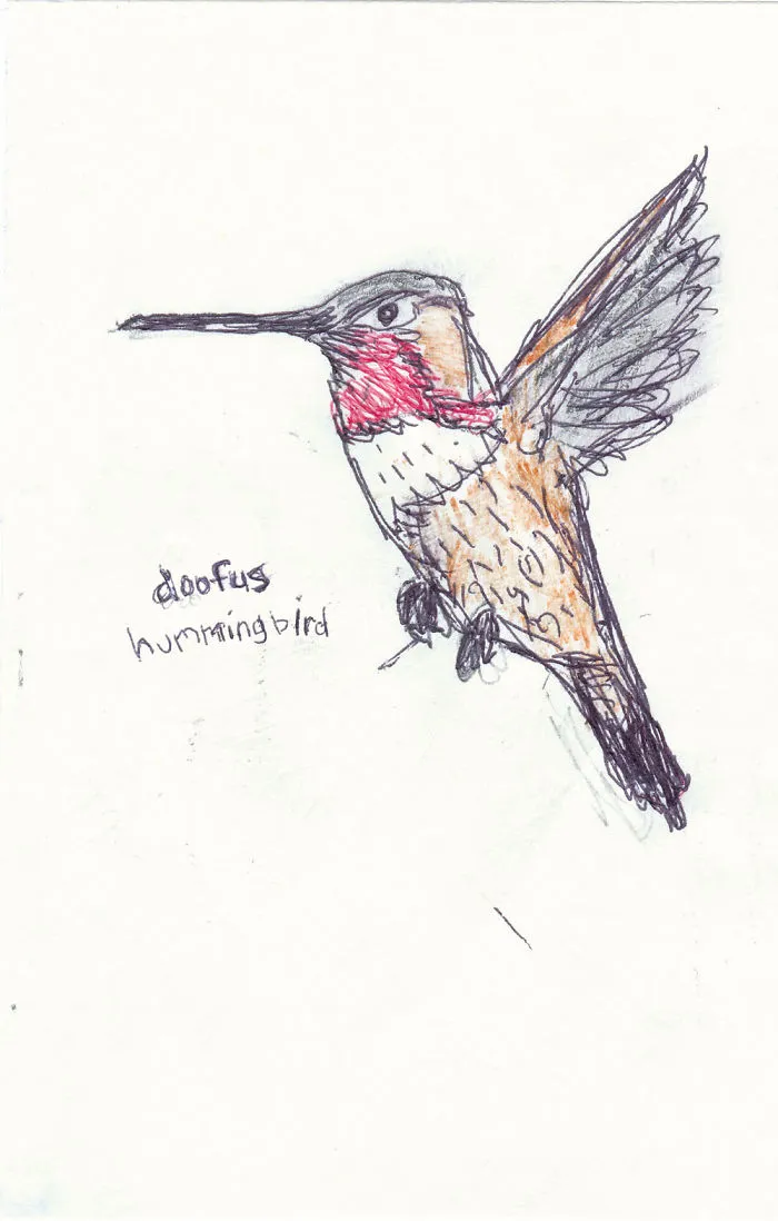 I Draw Pictures Of Birds, And Then Blog About Why They’re So Stupid
