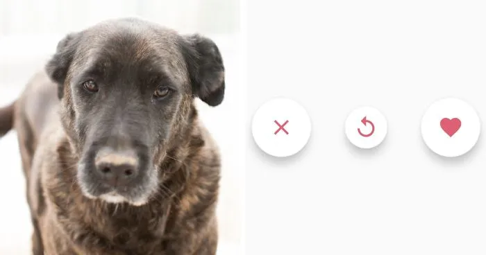 Getpet: Our Tinder-Inspired App That Connects Dogs With Their Future Owners