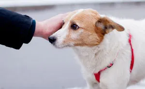 Getpet: Our Tinder-Inspired App That Connects Dogs With Their Future Owners