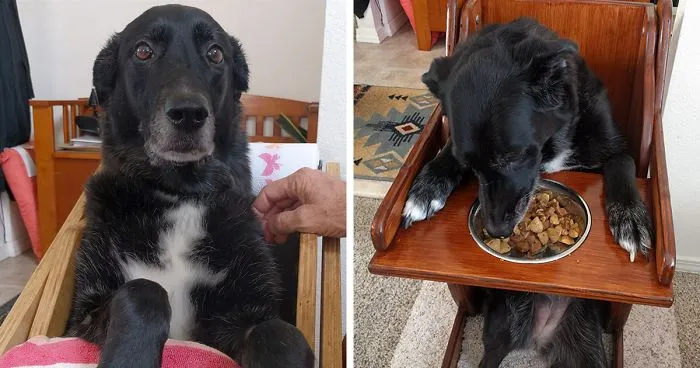 This Dog Couldn't Eat Without Standing Upright, So Her Family Built A Special Chair