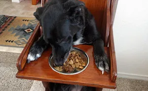 This Dog Couldn't Eat Without Standing Upright, So Her Family Built A Special Chair