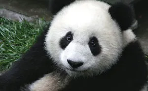 A Bored Panda’s Life In Low-Income Housing