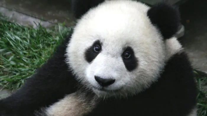 A Bored Panda’s Life In Low-Income Housing