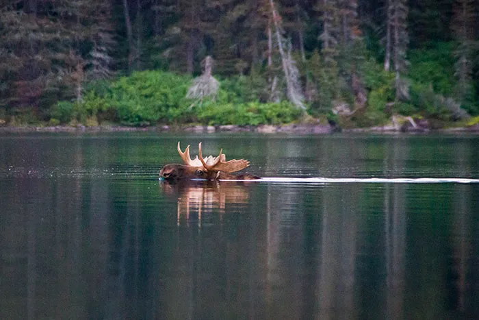 Moose Facts