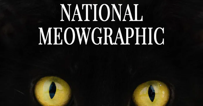 I Created Faux Magazine Covers To Boost Black Cat Adoption