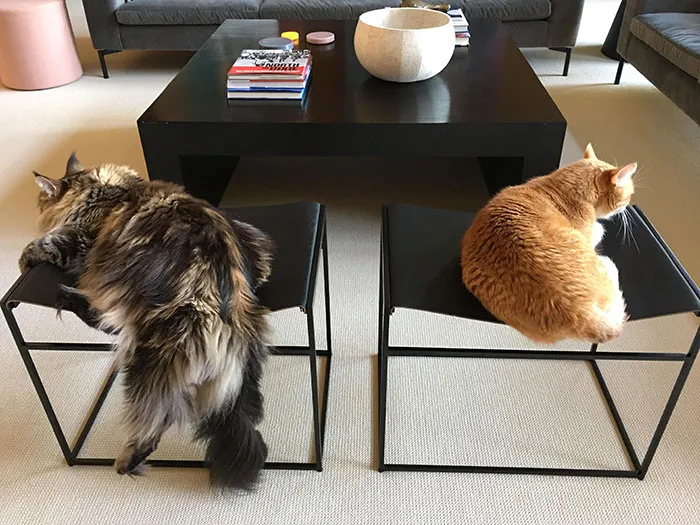 Maine Coon Problems