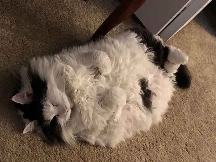 This Chonk Is My 13-Years-Old Maine Coon. She Likes To Sleep On Her Back. Tons Of Floof And Even More Love. Her Name Is Marilyn