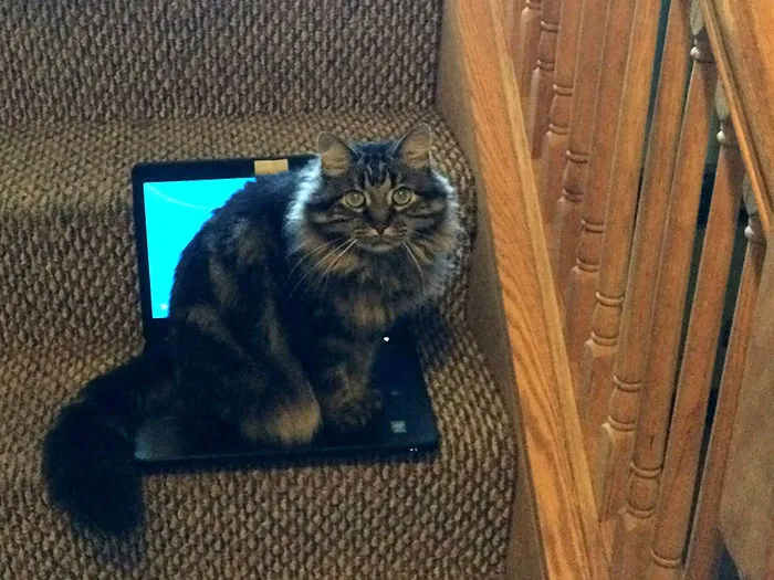 I Forgot My Keys, So I Set My Laptop Down For Two Seconds