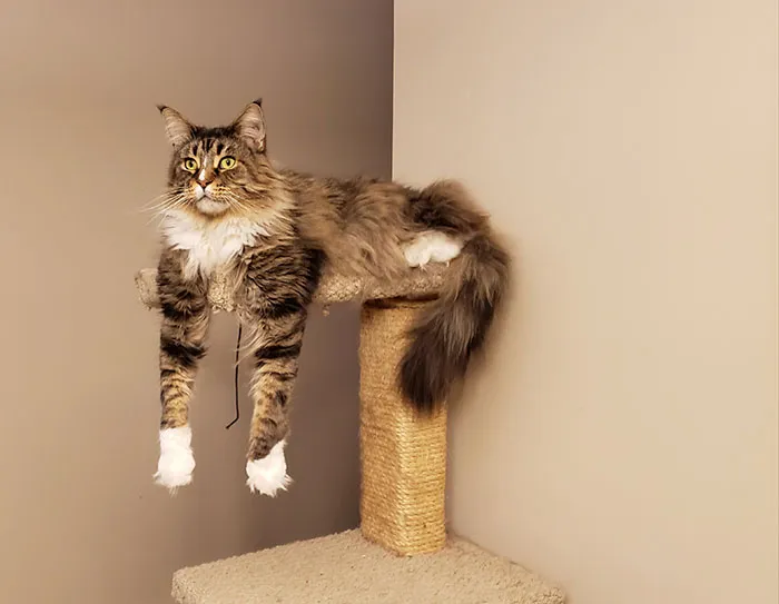 This "Cat" Who Lives Here With Us Is Unlike Any Other We've Ever Had