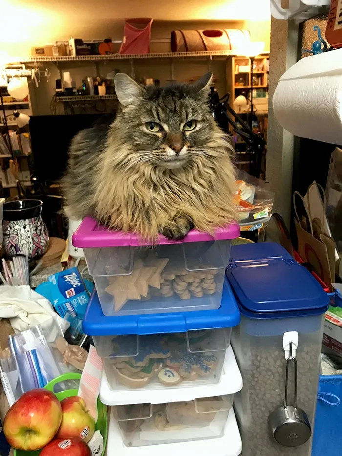 Guardian Of The Goods
